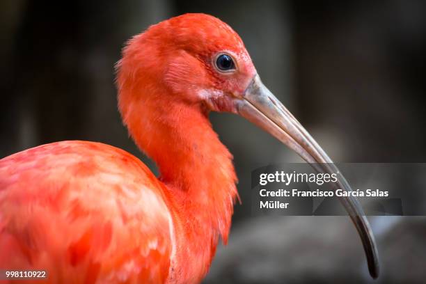 mg - ibis stock pictures, royalty-free photos & images