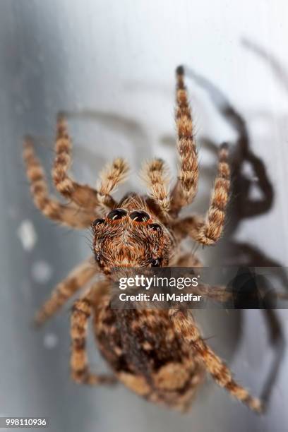 zebra jumping spider - arachnophobia stock pictures, royalty-free photos & images