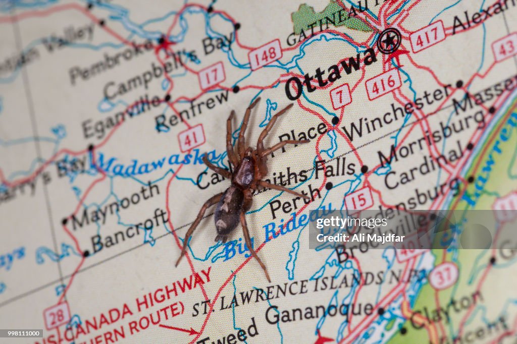 Spider on Canada