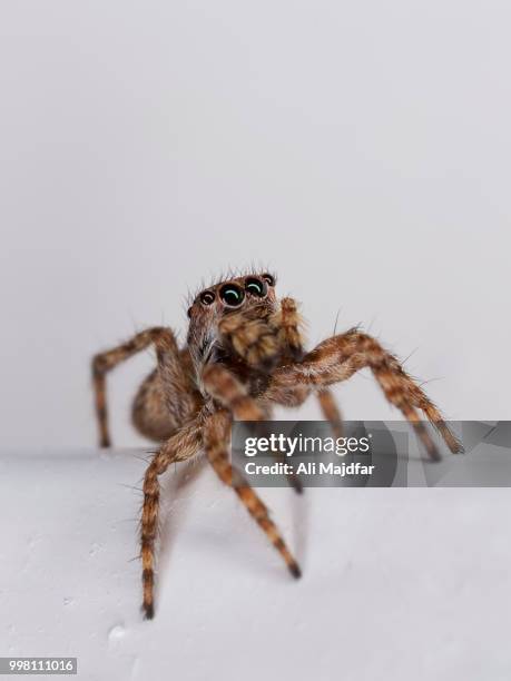 zebra jumping spider - arachnophobia stock pictures, royalty-free photos & images