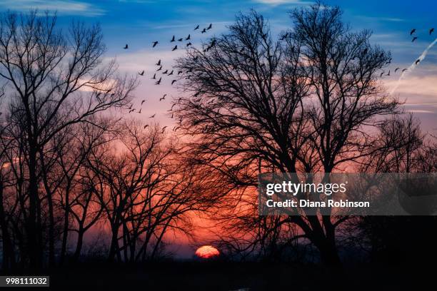 sandhill cranes in flight at sunrise along the platte river, neb - sandhill stock pictures, royalty-free photos & images
