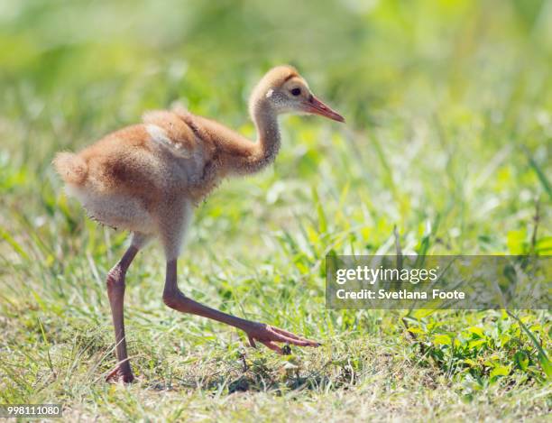 sandhill crane chick walking - sandhill stock pictures, royalty-free photos & images