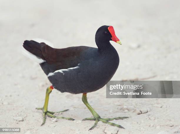 common gallinule walking - moorhen stock pictures, royalty-free photos & images