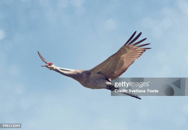 sandhill crane in flight - sandhill stock pictures, royalty-free photos & images