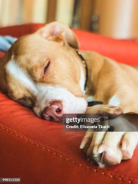 sleeping american pit bull terrier, beige color - american pit bull terrier stock-fotos und bilder