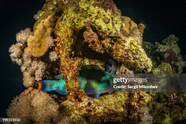 parrotfish on a night coral reef - parrotfish imagens e fotografias de stock