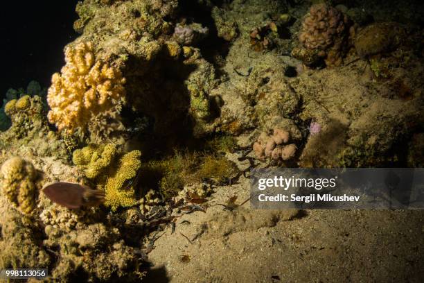 cuttlefish - reef cuttlefish stock pictures, royalty-free photos & images