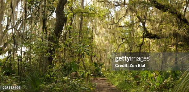 bolen bluff trail, paynes prairie preserve state park, florida usa - epiphyte stock pictures, royalty-free photos & images