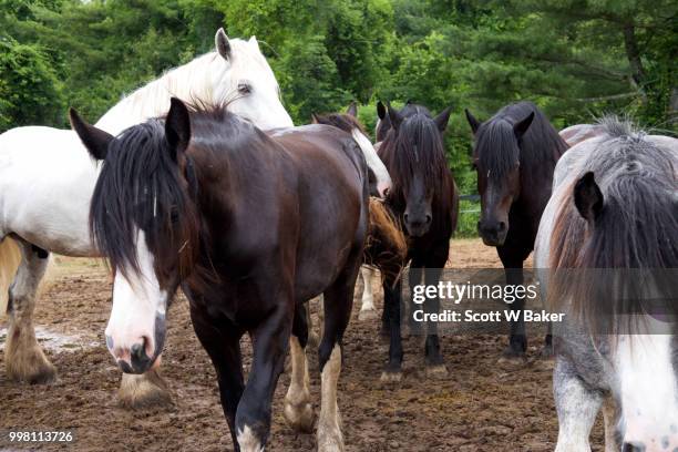 herd of draft horses on farm. - zugpferd stock-fotos und bilder
