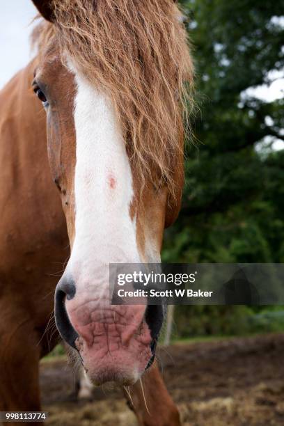 large draft horse looking at camera. - kastanienfarben stock-fotos und bilder