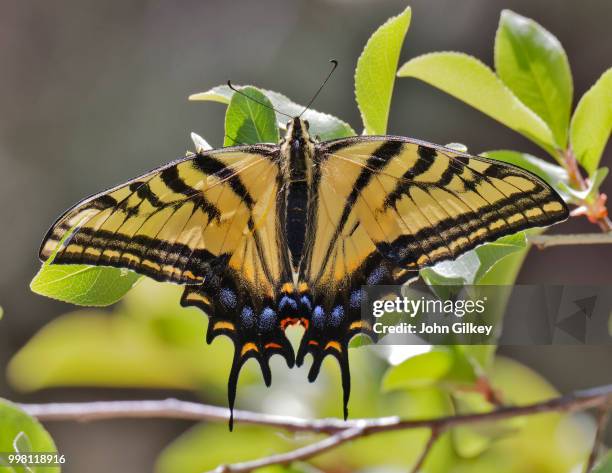 two-tailed swallowtail, papilio multicaudata - eastern tiger swallowtail stock pictures, royalty-free photos & images