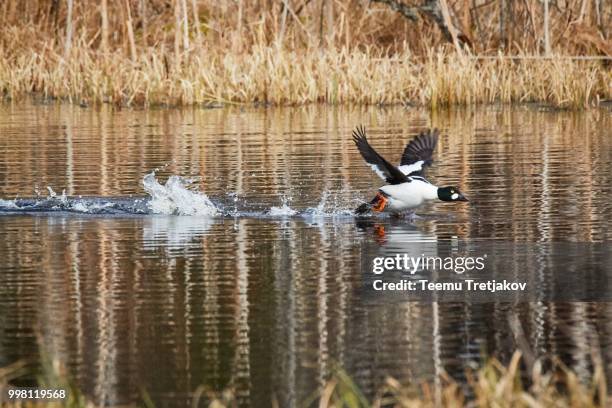 water bird taking off and splashing water - teemu tretjakov stock pictures, royalty-free photos & images