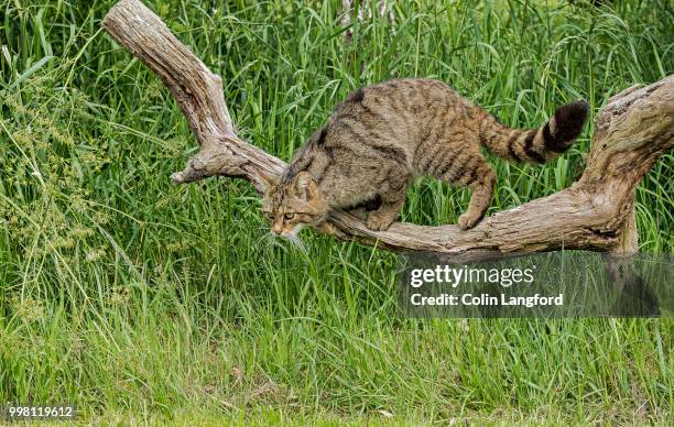 scottish wildcat series - europäische wildkatze stock-fotos und bilder
