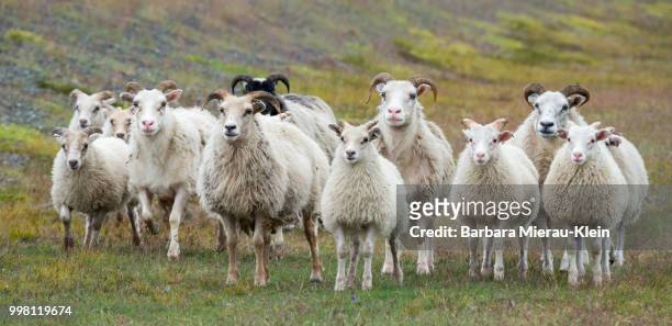 easter lambs? - klein stock pictures, royalty-free photos & images