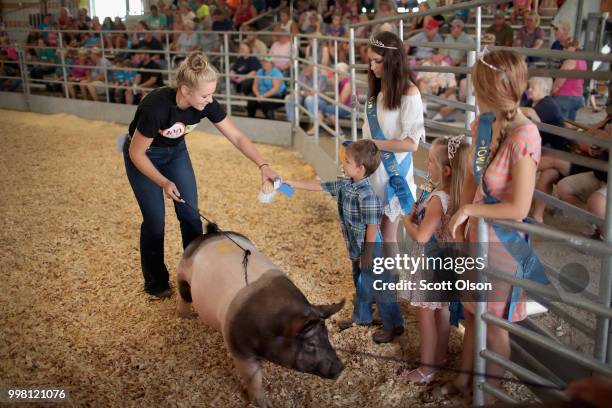 Contestant receives a blue ribbon after showing a hog during competition at the Iowa County Fair on July 13, 2018 in Marengo, Iowa. The fair, like...