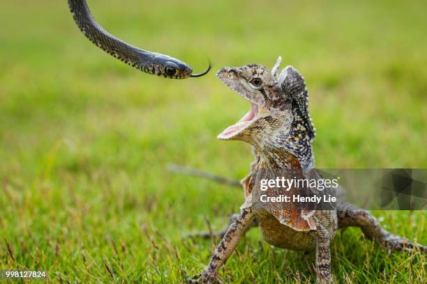 Lizard Anger 233 Frilled Lizard Stock Photos, High-Res Pictures, and Images - Getty ...