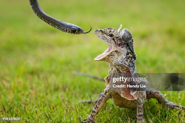 soa angry - frilled lizard stock pictures, royalty-free photos & images