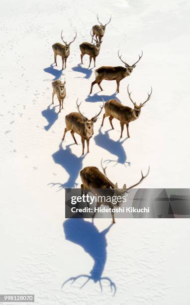 wandering stags - animal offspring stock pictures, royalty-free photos & images