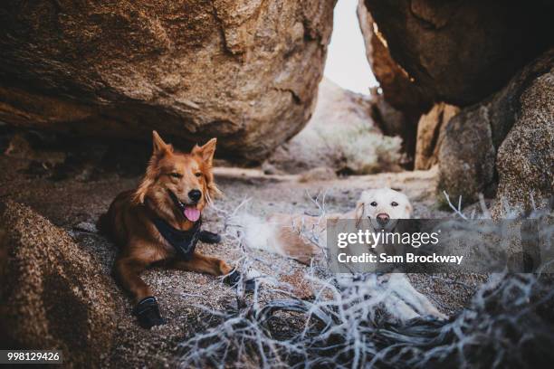cave friends - wolf cub stock pictures, royalty-free photos & images