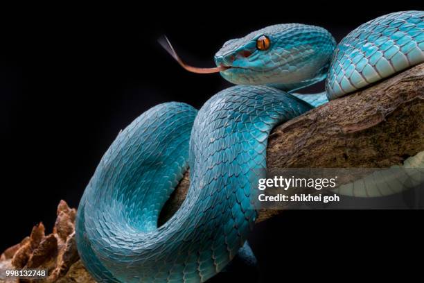 blue insularis - snake ストックフォトと画像