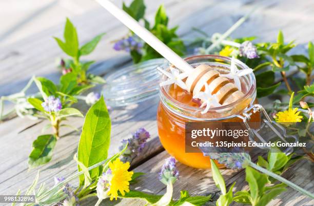 flower honey - flora gonzalez imagens e fotografias de stock