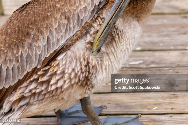 378 Preening Pelicans Stock Photos, High-Res Pictures, and Images ...