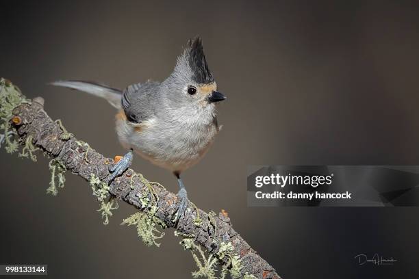 black crested titmouse - hancock stock pictures, royalty-free photos & images