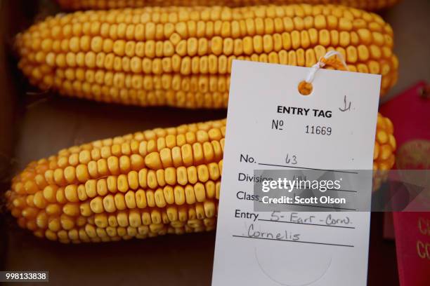 Corn is displayed for judging at the Cedar County Fair on July 13, 2018 in Tipton, Iowa. The fair, like many in counties throughout the Midwest,...