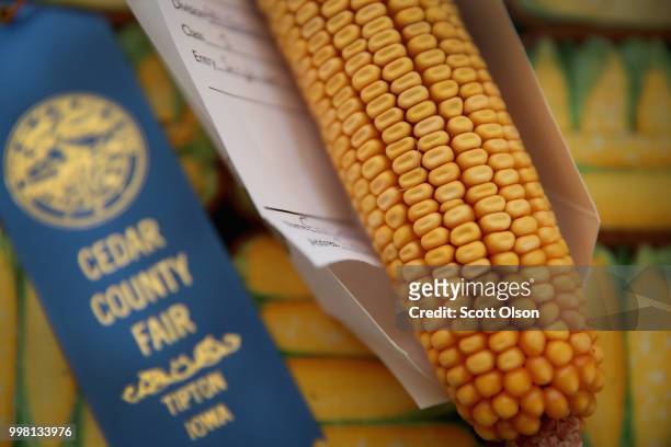 Corn is displayed for judging at the Cedar County Fair on July 13, 2018 in Tipton, Iowa. The fair, like many in counties throughout the Midwest,...