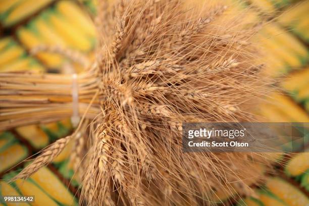 Wheat is displayed for judging at the Cedar County Fair on July 13, 2018 in Tipton, Iowa. The fair, like many in counties throughout the Midwest,...