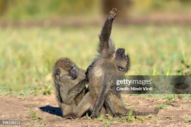 olive baboon - grooming / itch - chacma baboon 個照片及圖片檔