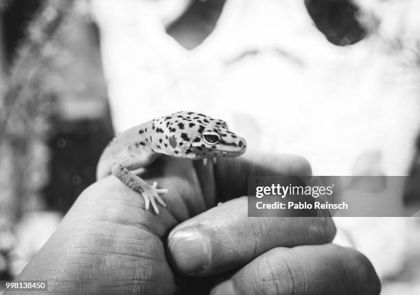 leopard gecko. - gecko leopard stockfoto's en -beelden