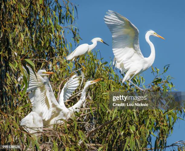 4,353 A Rookery Stock Photos, High-Res Pictures, and Images - Getty Images