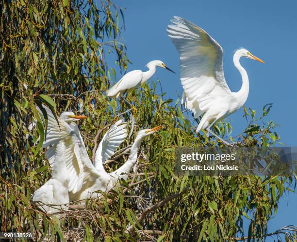 rookery - rookery stock pictures, royalty-free photos & images