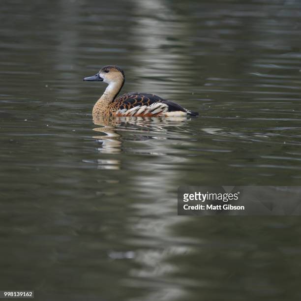 portrait of wandering whistling duck dendrocyga arcuata in natur - natur fotografías e imágenes de stock