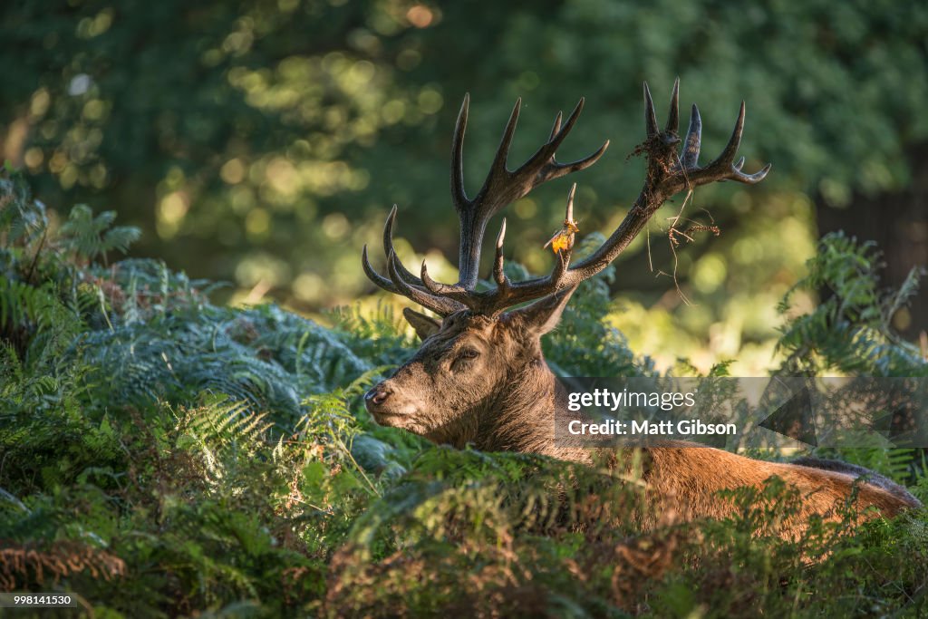 Majestic powerful red deer stag Cervus Elaphus in forest landsca