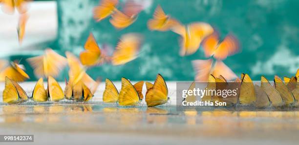 Butterfly Shells Photos and Premium High Res Pictures - Getty Images