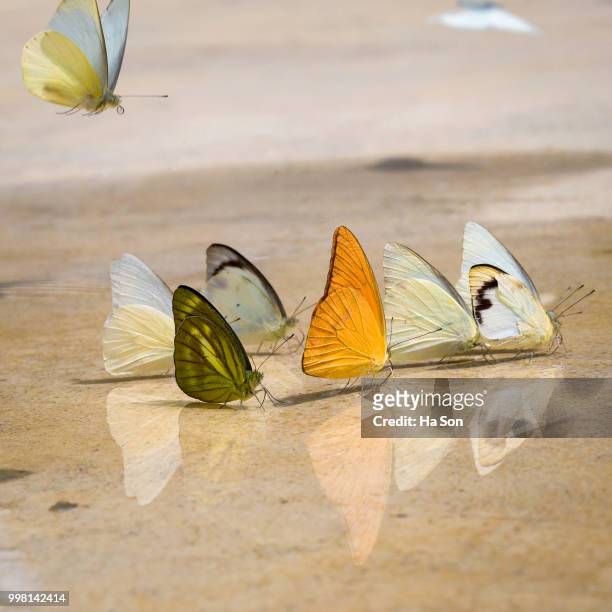 butterfly - hémiptère photos et images de collection