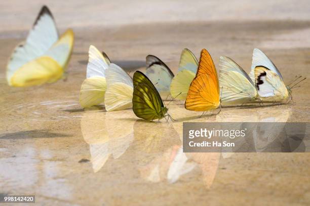 butterfly - emittero foto e immagini stock
