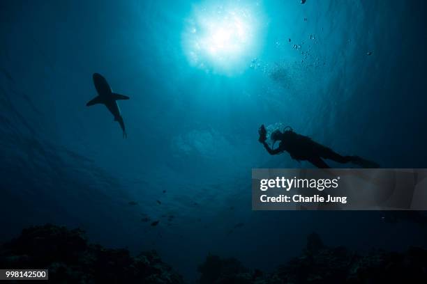 dive with sharks - dive adventure foto e immagini stock