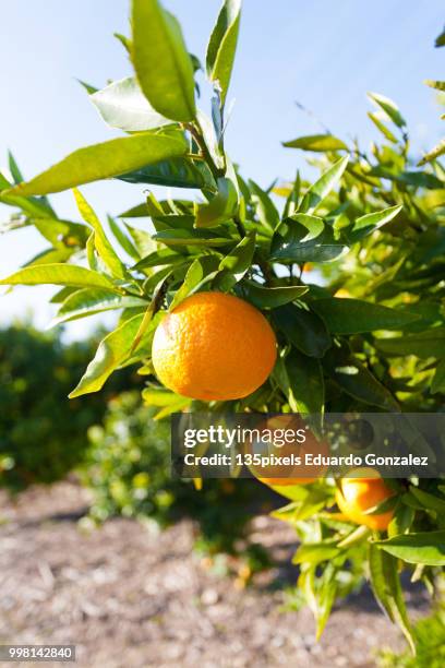 valencia orange trees - flora gonzalez imagens e fotografias de stock