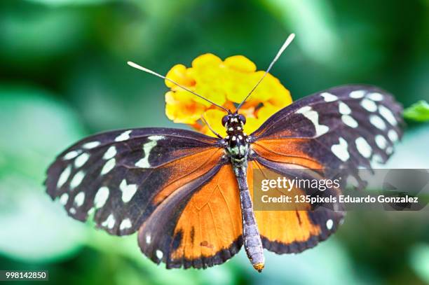 heliconius hecale - flora gonzalez stock pictures, royalty-free photos & images