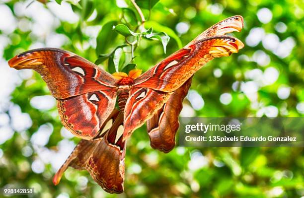 giant atlas moth - flora gonzalez bildbanksfoton och bilder