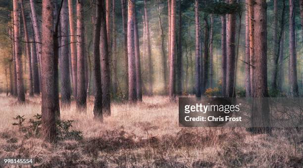 wareham forest - wareham stock pictures, royalty-free photos & images