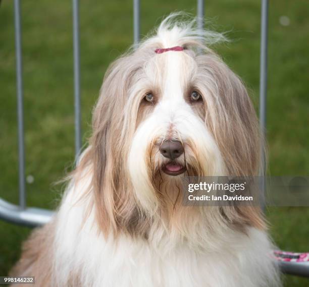 robin hood country show - brentwood essex - old english sheepdog stock pictures, royalty-free photos & images