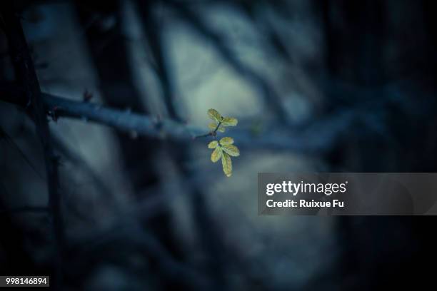 A Fu 59,521 A Fu Stock Photos, High-Res Pictures, and Images - Getty Images