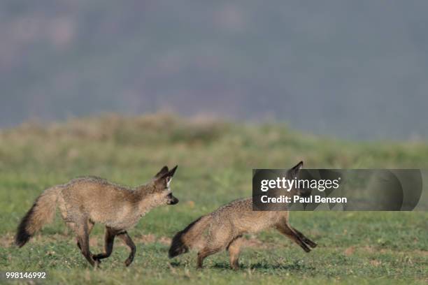 bat-eared fox, (otocyon megalotis) - bat eared fox stock pictures, royalty-free photos & images