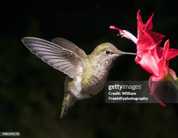 hummingbird and red flower with dark background letter aspect ratio - ratio stock pictures, royalty-free photos & images
