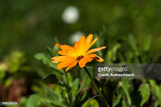 calendula and spider - calendula stock pictures, royalty-free photos & images