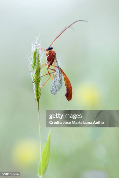 wasp - anillo stock pictures, royalty-free photos & images